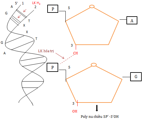 Cấu trúc bậc 1 của ADN
