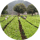 Lan 038_Trịnh Thị