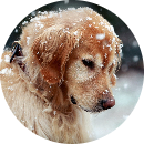 Nguyễn Thị Thùy Trang