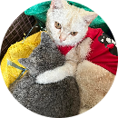 trần cao anh đức