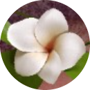 lê thị thu thảo