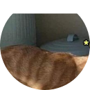 nguyễn phan bảo ngọc