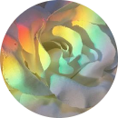 Nguyễn Hồng Minh