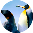 Nguyễn Trung Đức