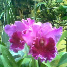 Phạm Thị Vân Khánh