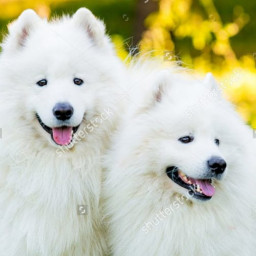 hoang van minh  toan