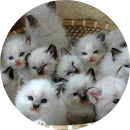 sunny girl  ( Tôi Yêu mè...