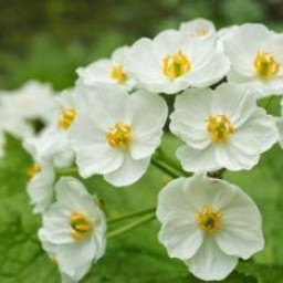 Nguyễn Thùy Minh Châu