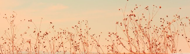 Thái Đỗ Hoàng Bách