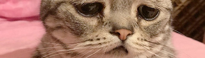 『๖ۣۜSói ๖ۣۜLạnh ๖ۣۜLùng』