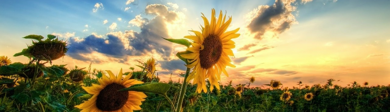 ࿐‿✶ɾʊβɨ💜