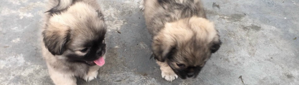 Lười học... T-T