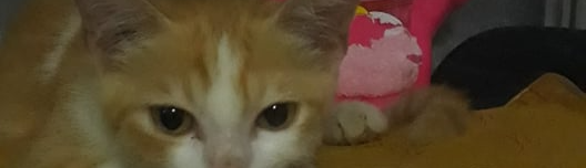 trần cao anh đức