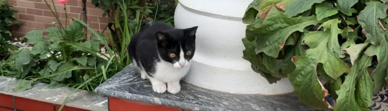 C1VP-4A1- Vũ Minh Anh