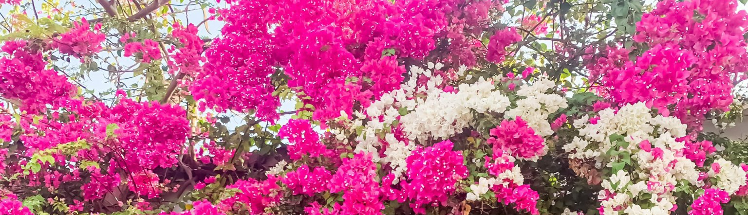 Lê Nguyễn Thuy Linh