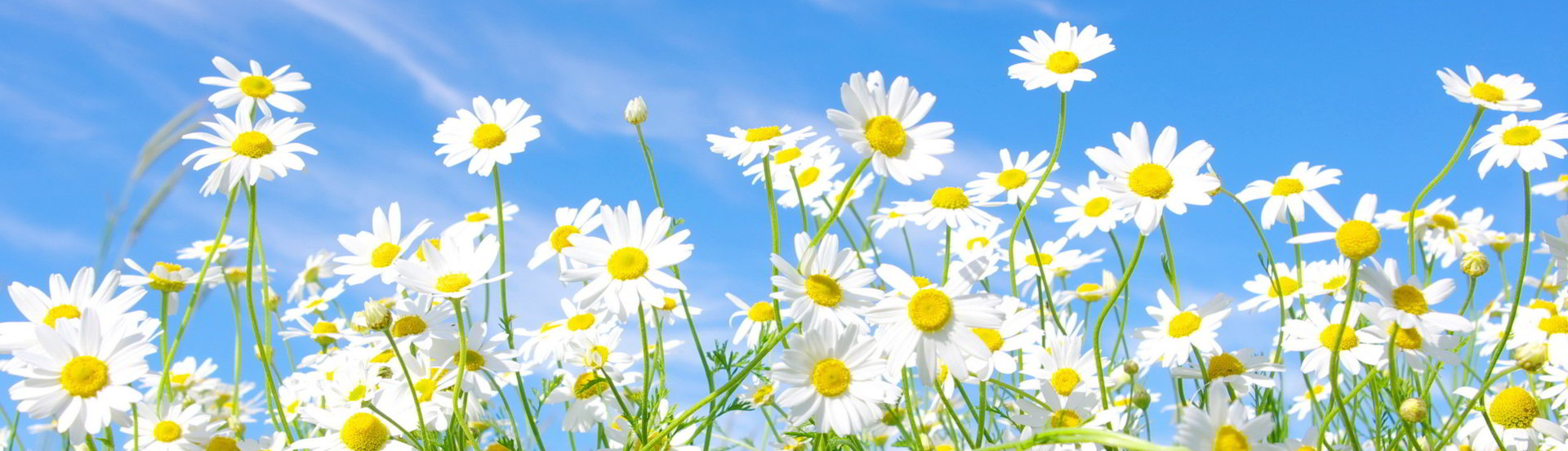 Phạm Thị Phương Thảo