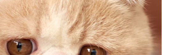 Nguyễn  thị hồng