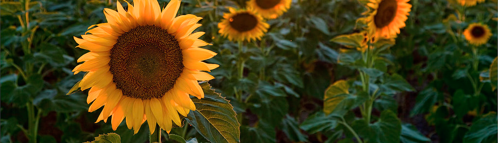 Ngọc Hân Nguyễn Lê