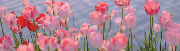 Lam anh Nguyễn hoàng