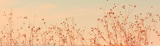 Phạm Trần Tuyết Ngân