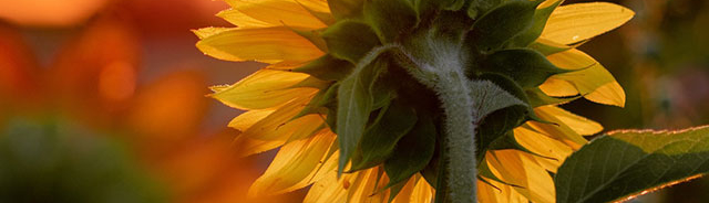 ミ★ლʊộ¡☆ղèッ