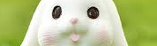Thỏ cute