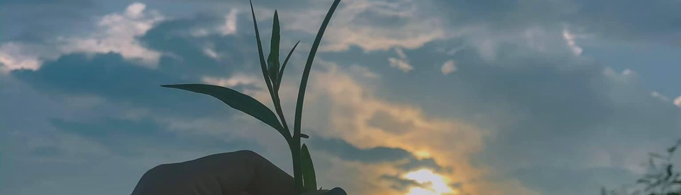 Trần Nhật Minh Vân