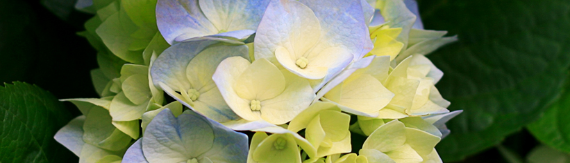 Bùi Hữu Quang Huy