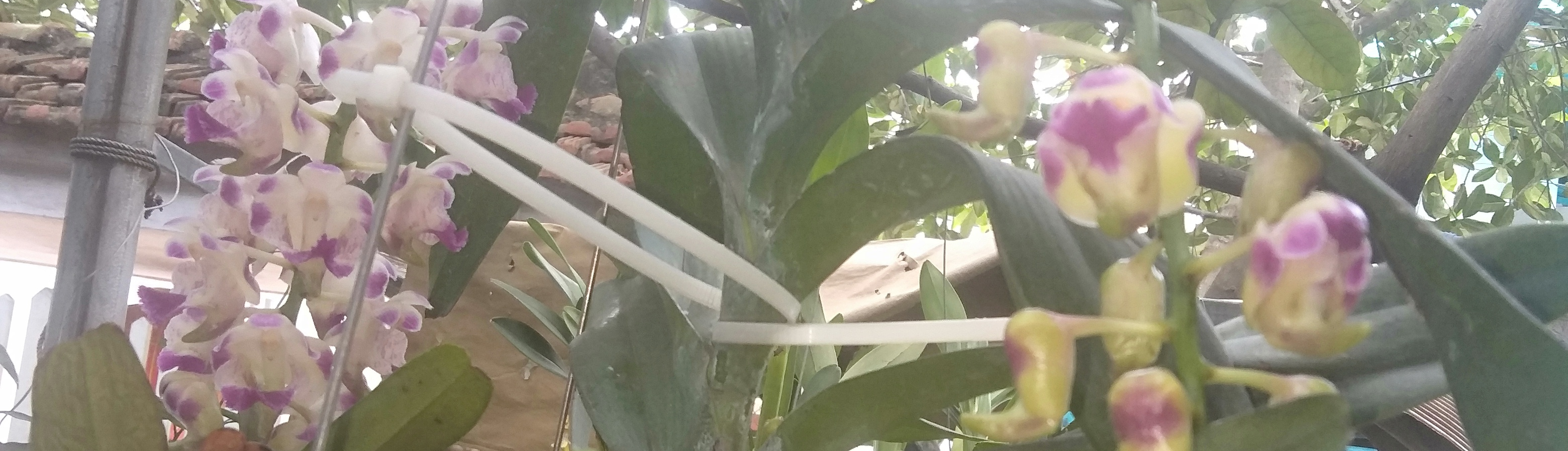 Nguyễn thuỳ Dương