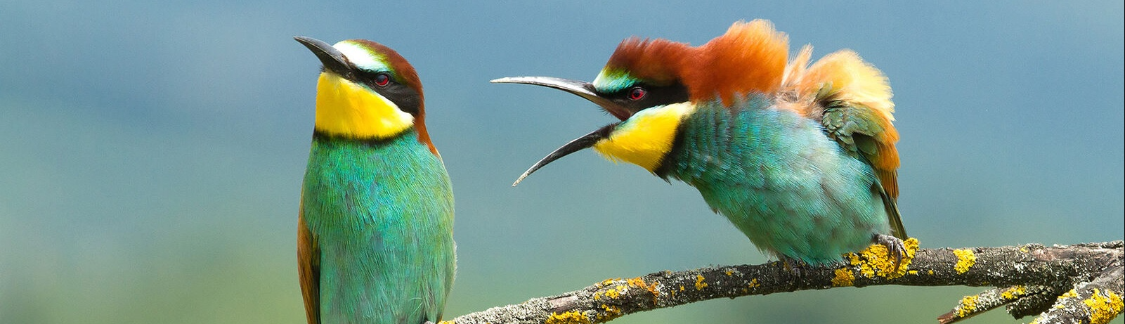 Nguyễn Việt Lâm