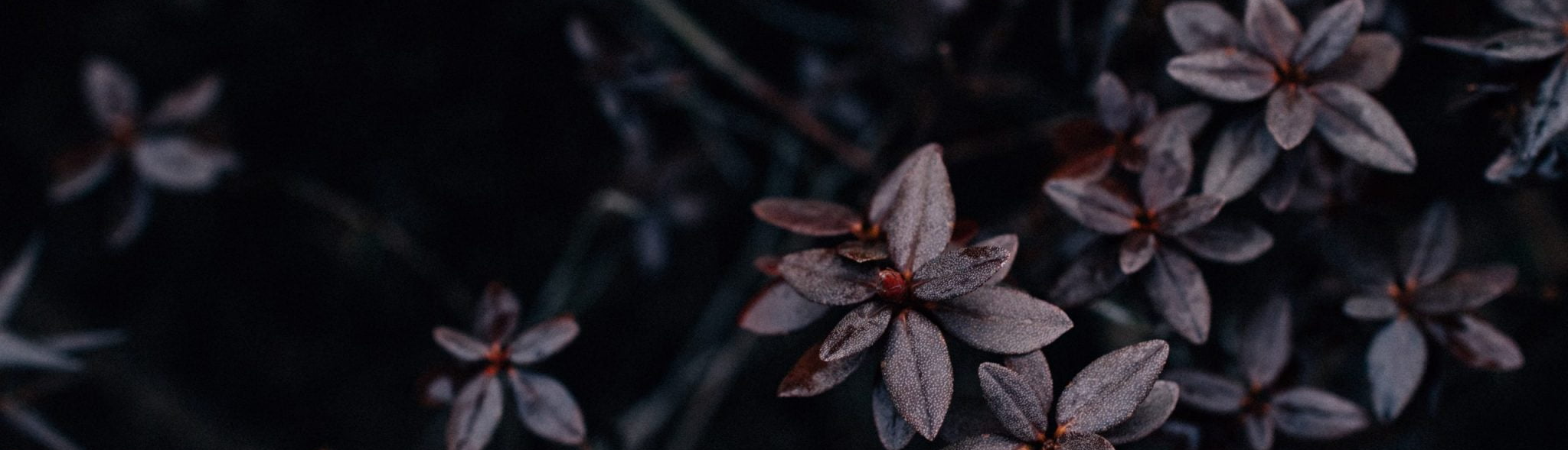 Nguyễn Quỳnh Chi