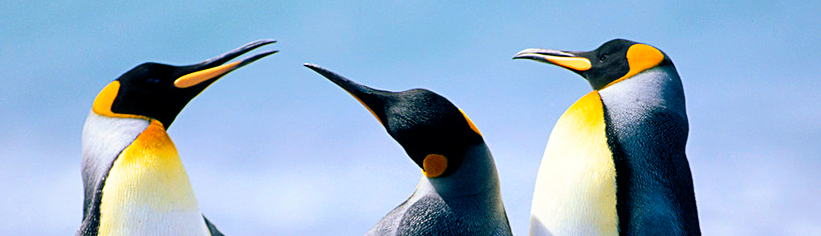 Nguyễn Minh Ngọc