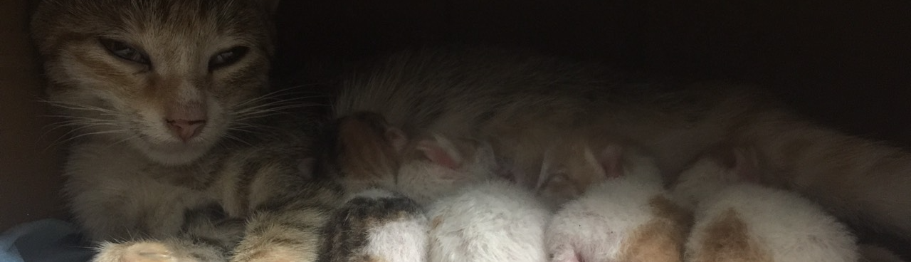 Diệp rất deeptry