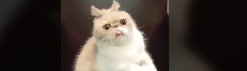 Phạm Huyền Trang