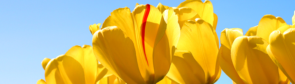 Nguyễn Khánh Ngân