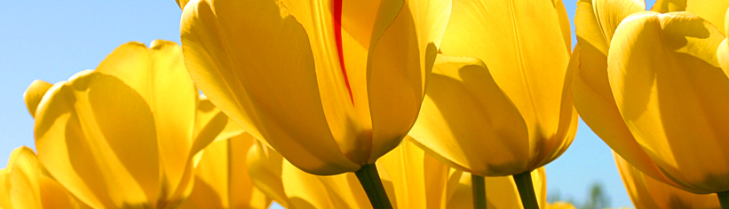 Nguyễn Khánh Minh Châu