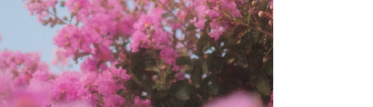 Thanh Nguyễn Trần Đan