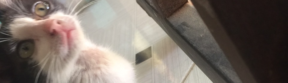 31-Trần Hoàng Anh Thư-8B