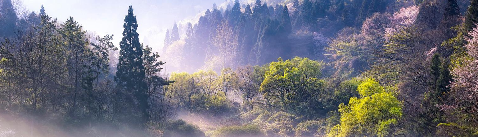 nguyễn khánh linh