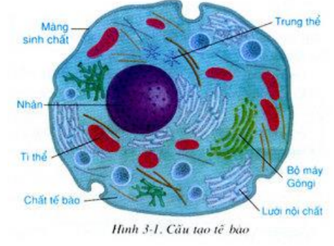 Sinh học 10 Bài 10 Tế bào nhân thực