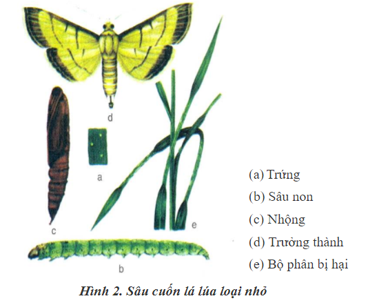 Hình Ảnh 3D Vòng Đời Phát Triển Của Bướm Hướng Dẫn Chi Tiết