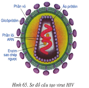 Lý thuyết bài Bài 65. Đại dịch AIDS - Thảm họa của loài người - Lib24.Vn
