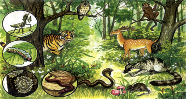 Động vật ở rừng nhiệt đới
