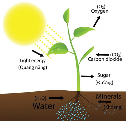 Kết quả hình ảnh cho cây trồng bằng cách đẩy mạnh quá trình quang hô hấp
