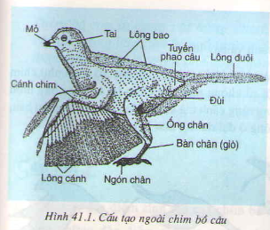 Kết quả hình ảnh cho hình ảnh cấu tạo ngoài của chim