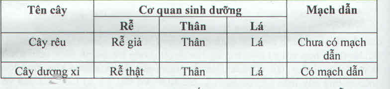 Kết quả hình ảnh cho cơ quan sinh dưỡng của rêu và dương xỉ