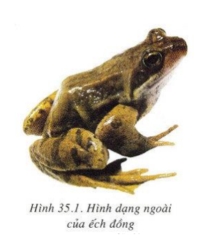 sinh học 7 bài 35: ếch đồng