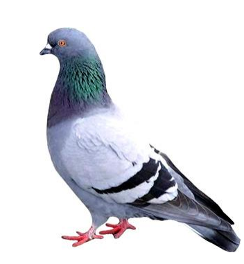 Lý thuyết bài Lớp Chim - Bài 41. Chim bồ câu - 