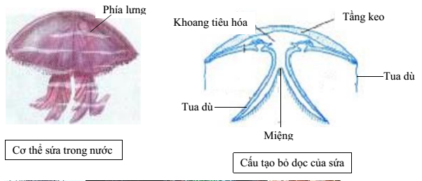 Lý thuyết bài Bài 9. Đa dạng của ngành Ruột khoang - Lib24.Vn