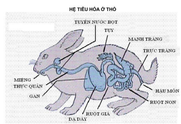 Kết quả hình ảnh cho cấu tạo trong của thỏ